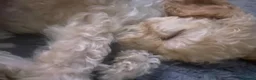 Cockapoo dogs for sale: Beautiful Luna - Advert 4