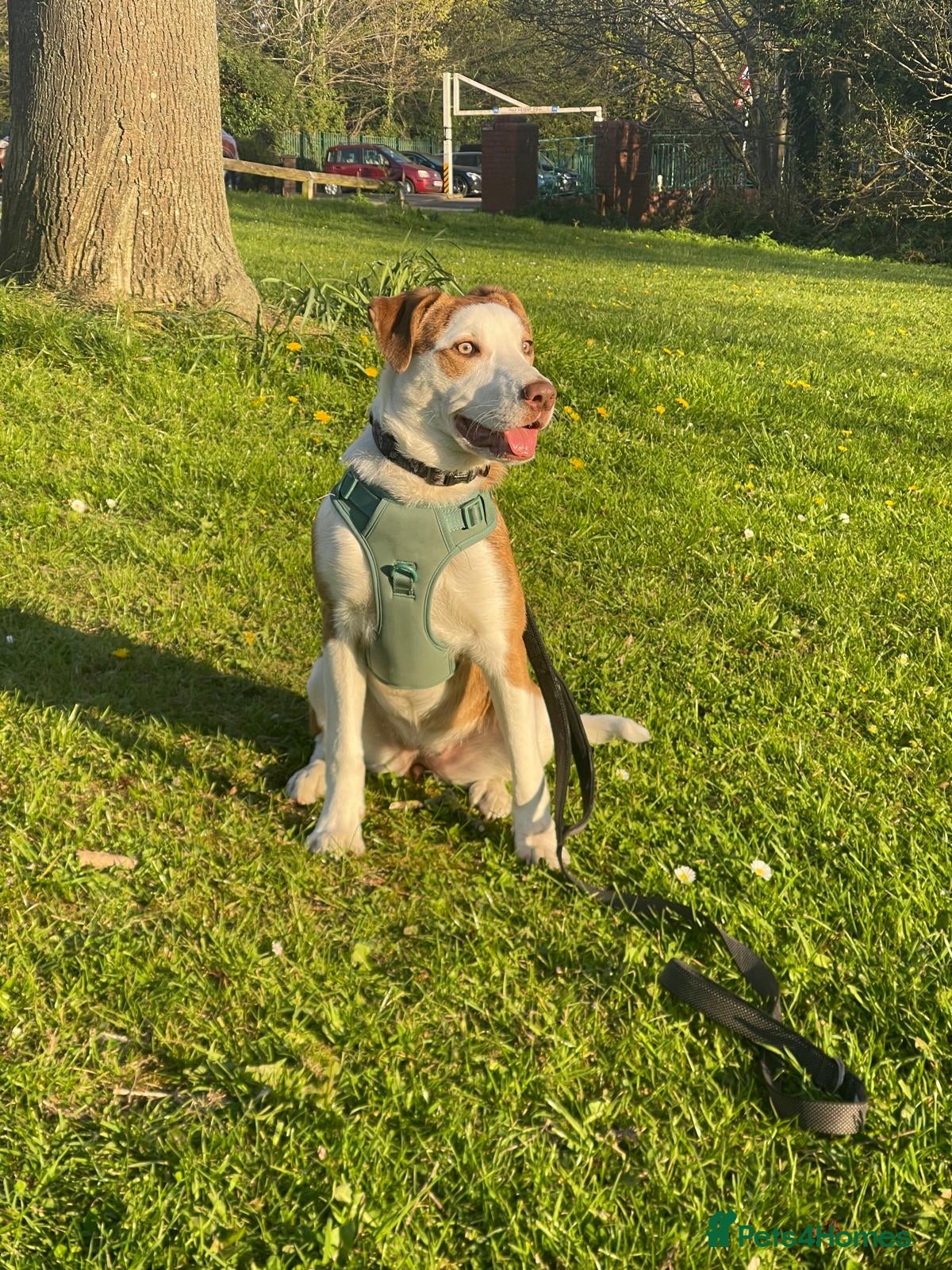 Mixed Breed dogs for sale: Chevy - Border Collie x Staff x Kelpie - Advert 2