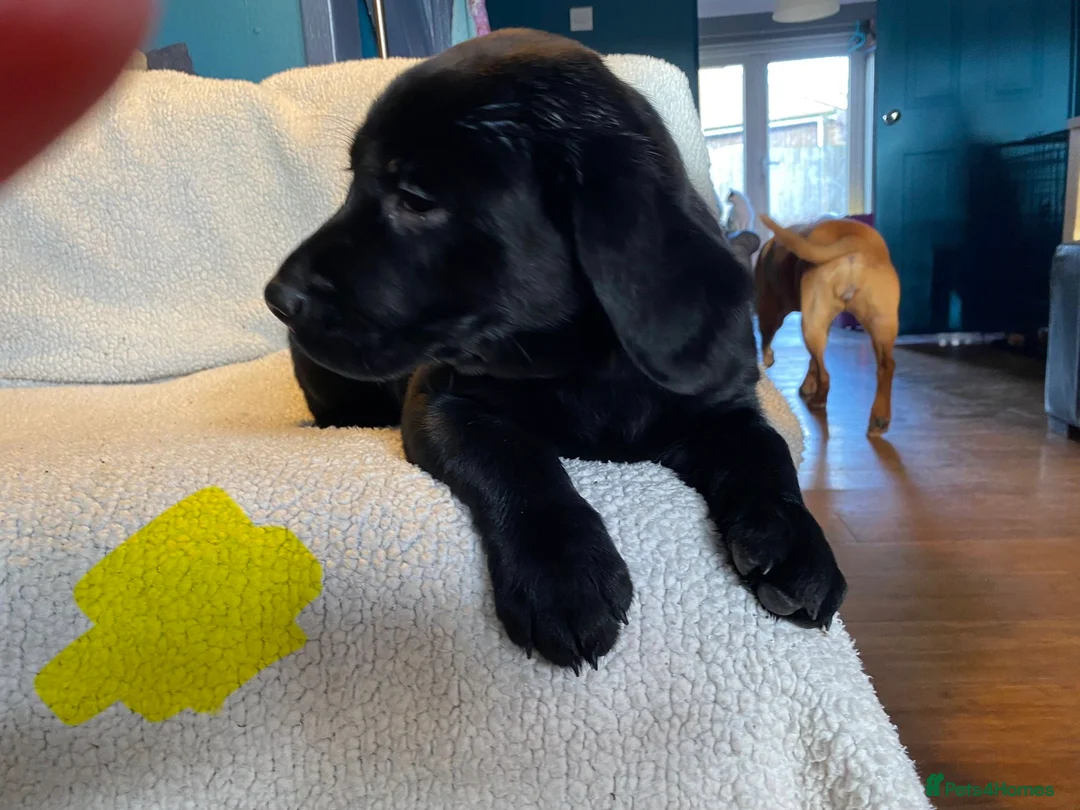 Mixed Breed dogs for sale: Labrador pups ready now  - Advert 13