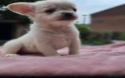 French Bulldog dogs for sale: Fluffy french bulldogs carrying Pink - Image 16