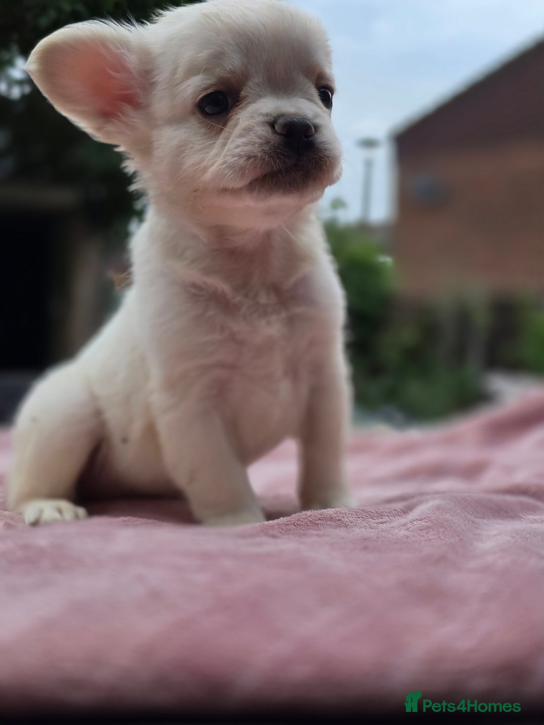 French Bulldog dogs for sale: Fluffy french bulldogs carrying Pink - Image 16