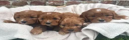 Cavapoo dogs for sale: Stunning DNA Tested Cavapoo F1 Puppies Red in Llandinam - Advert 1