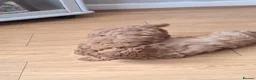Cockapoo dogs for sale: Cockapoos F2 (deep red/faun) - Advert 17