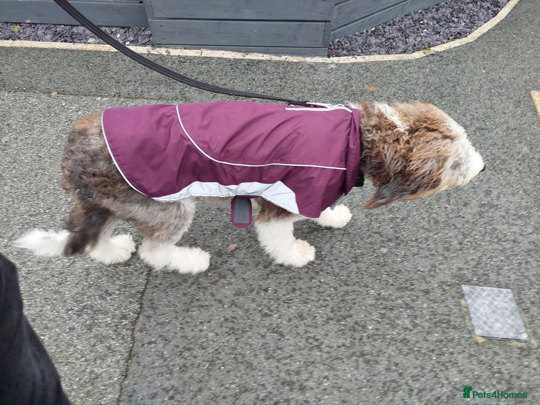 Bordoodle dogs for sale: Bordoodle Girl - Image 2