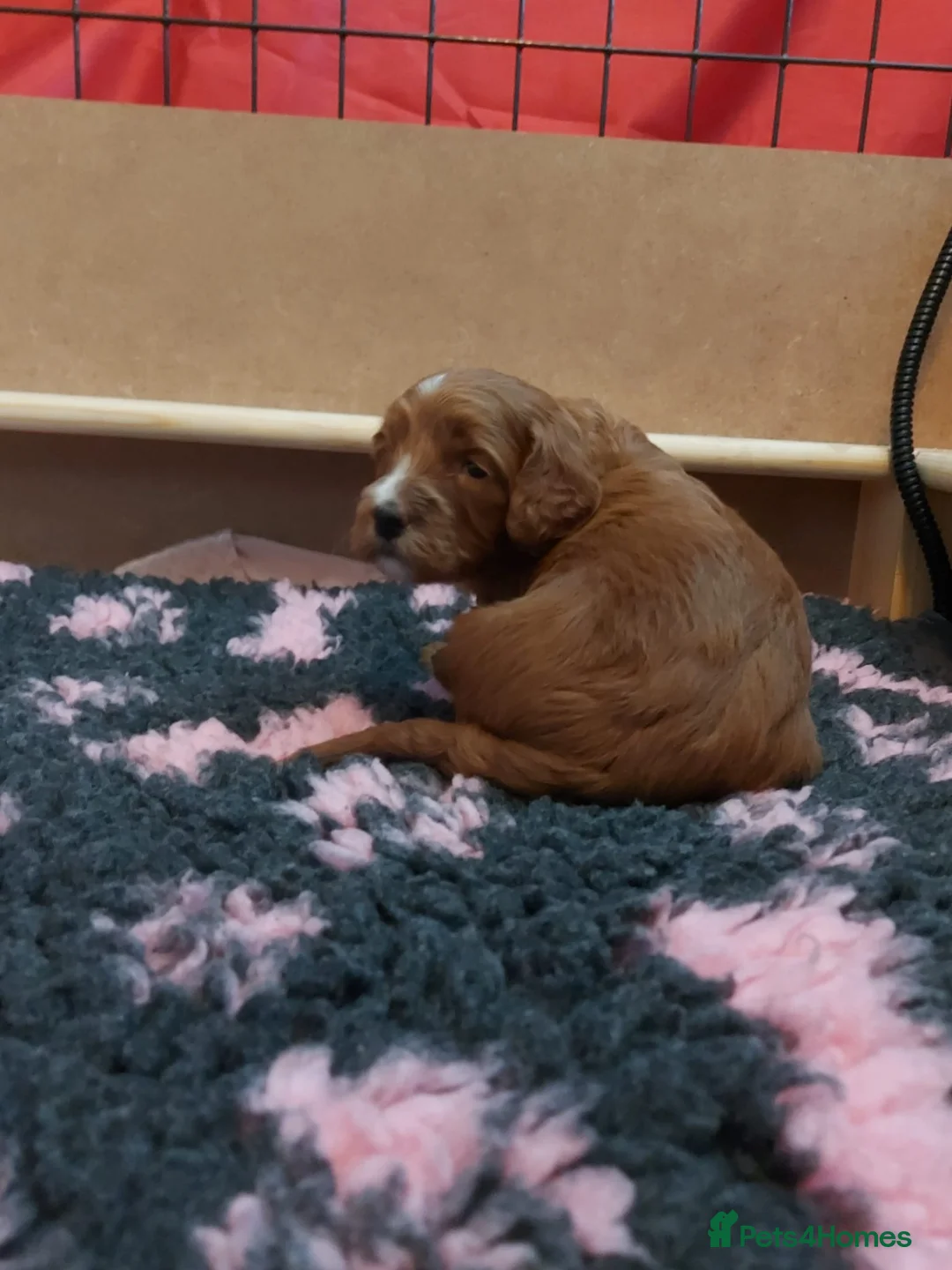 Cockapoo dogs for sale: X3 f1b cockapoo puppies  - Advert 31