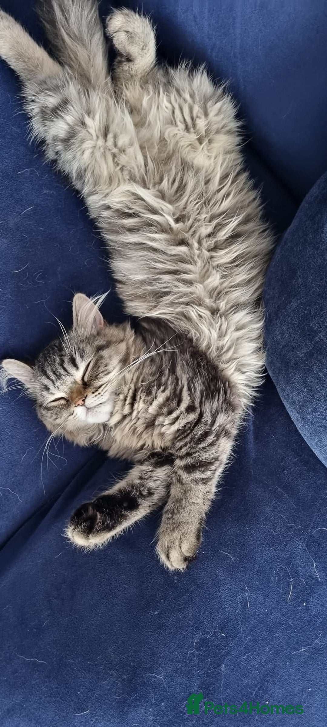 Persian cats for sale: Outstanding Full Persian Kittens for Sale - Image 8
