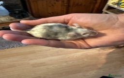 Mouse rodents for sale: 3 mice  - Image 5