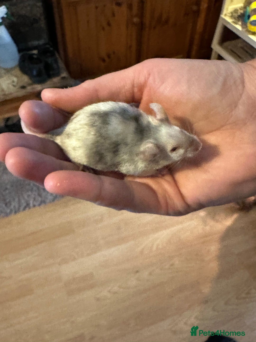 Mouse rodents for sale: 3 mice  - Image 5