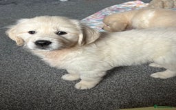 Golden Retriever dogs for sale: Golden retriever puppies  - Image 7