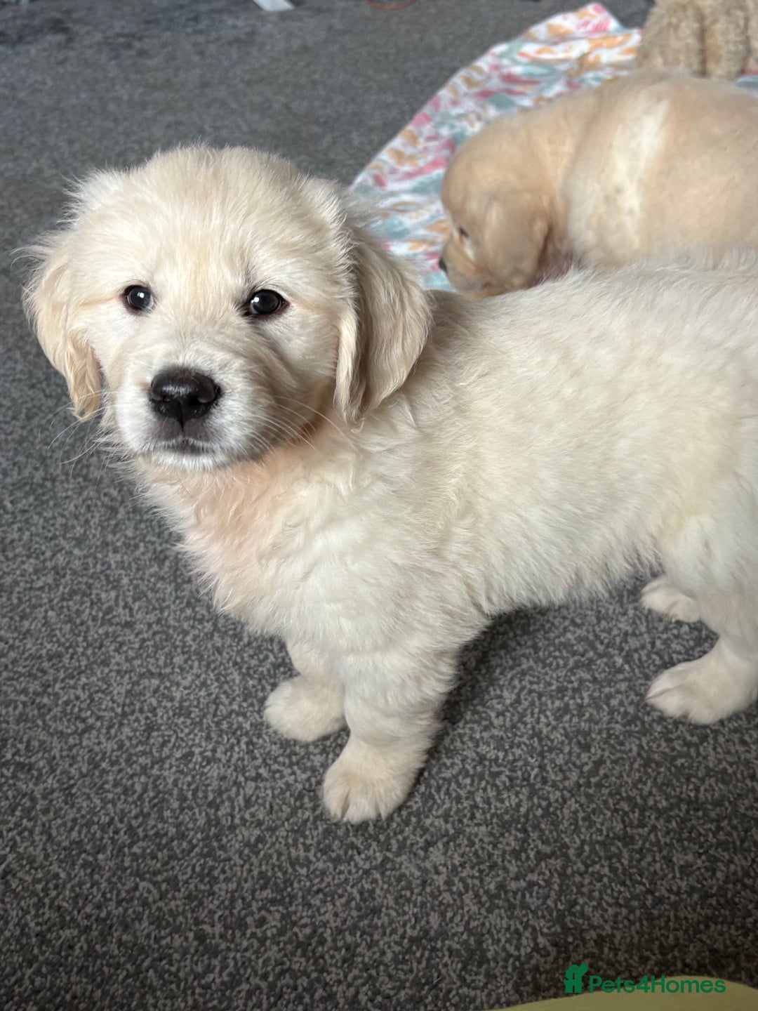 Golden Retriever dogs for sale: Golden retriever puppies  - Image 7
