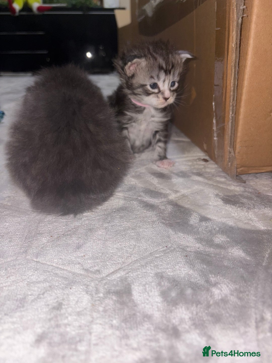 Maine Coon cats for sale: Beautiful Black/silver mackerel  tabby Maine coons - Advert 4