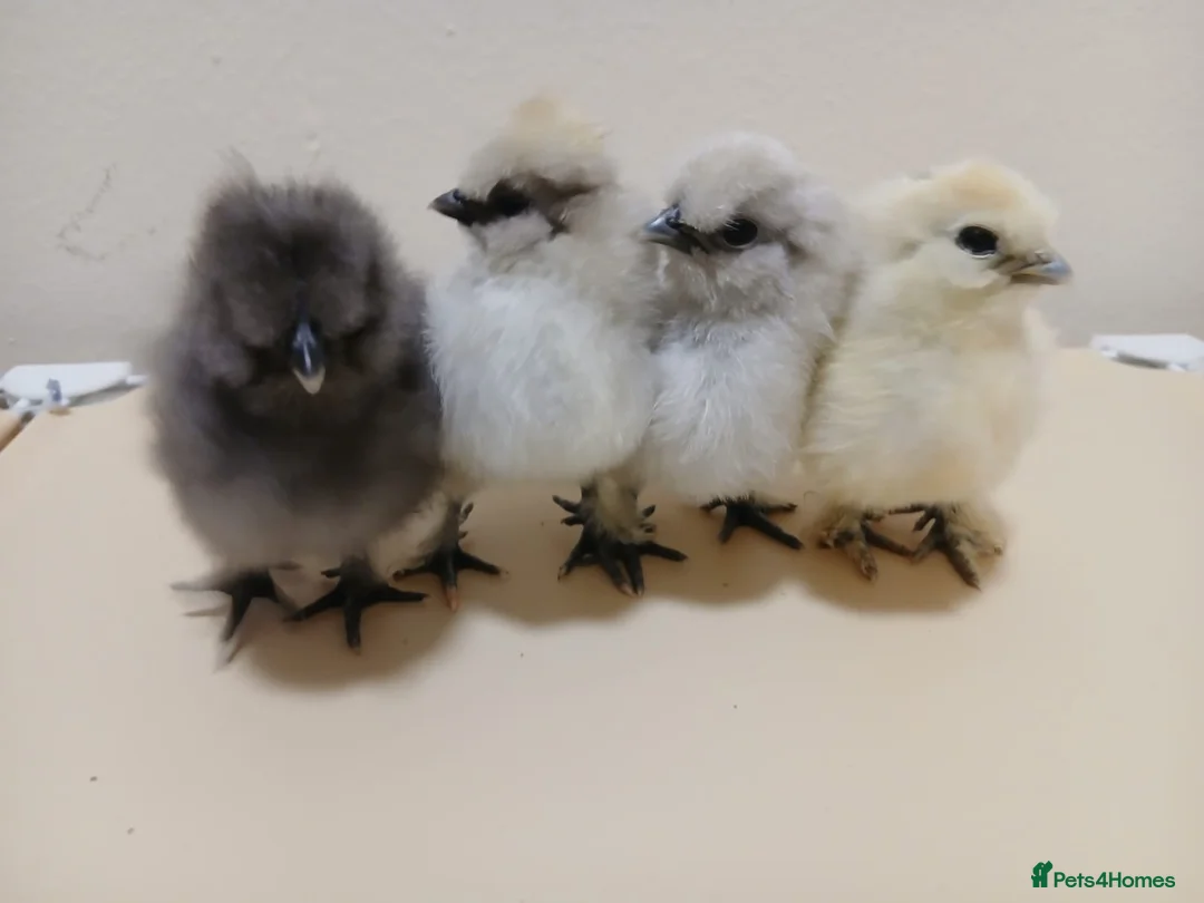 Chickens poultry for sale: Outstanding Bantam Silkie Chicks   - Advert 5