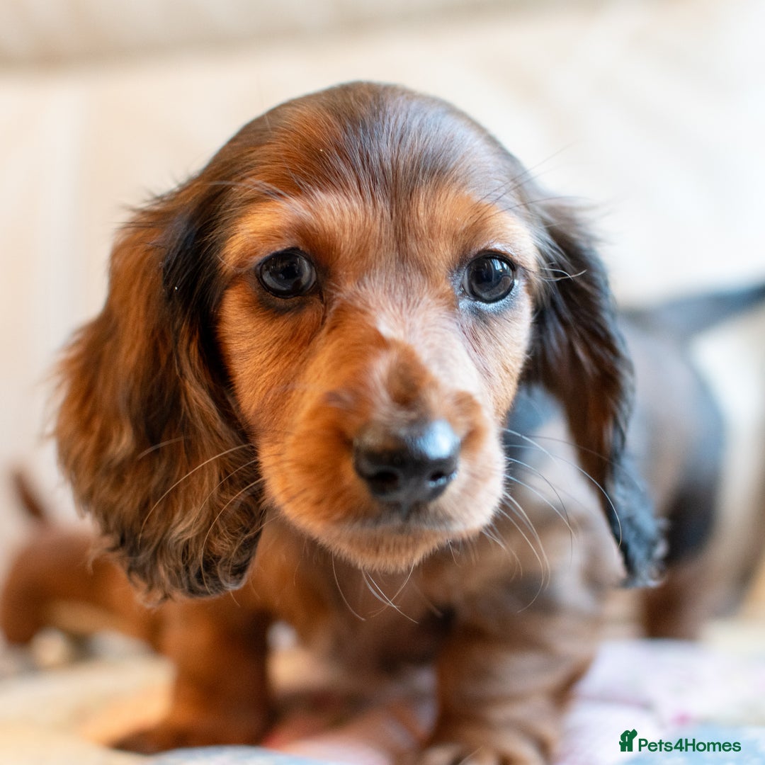 Miniature Dachshund dogs for sale:  Miniature Long-Haired Dachshund Puppies–Red Merle - Advert 18