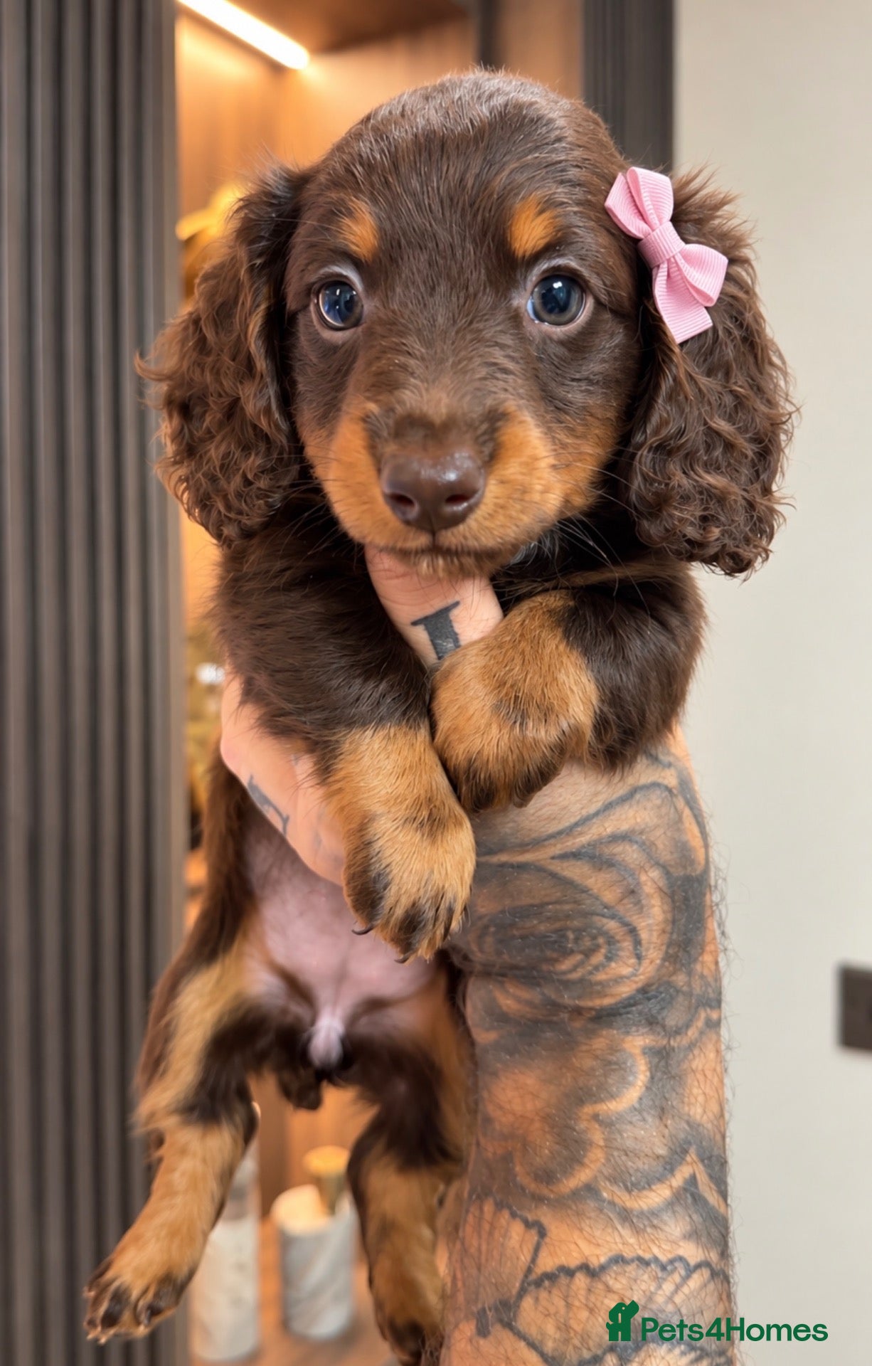 Miniature Dachshund dogs Our long haired miniature girl is available 🐶💗 - Advert 2