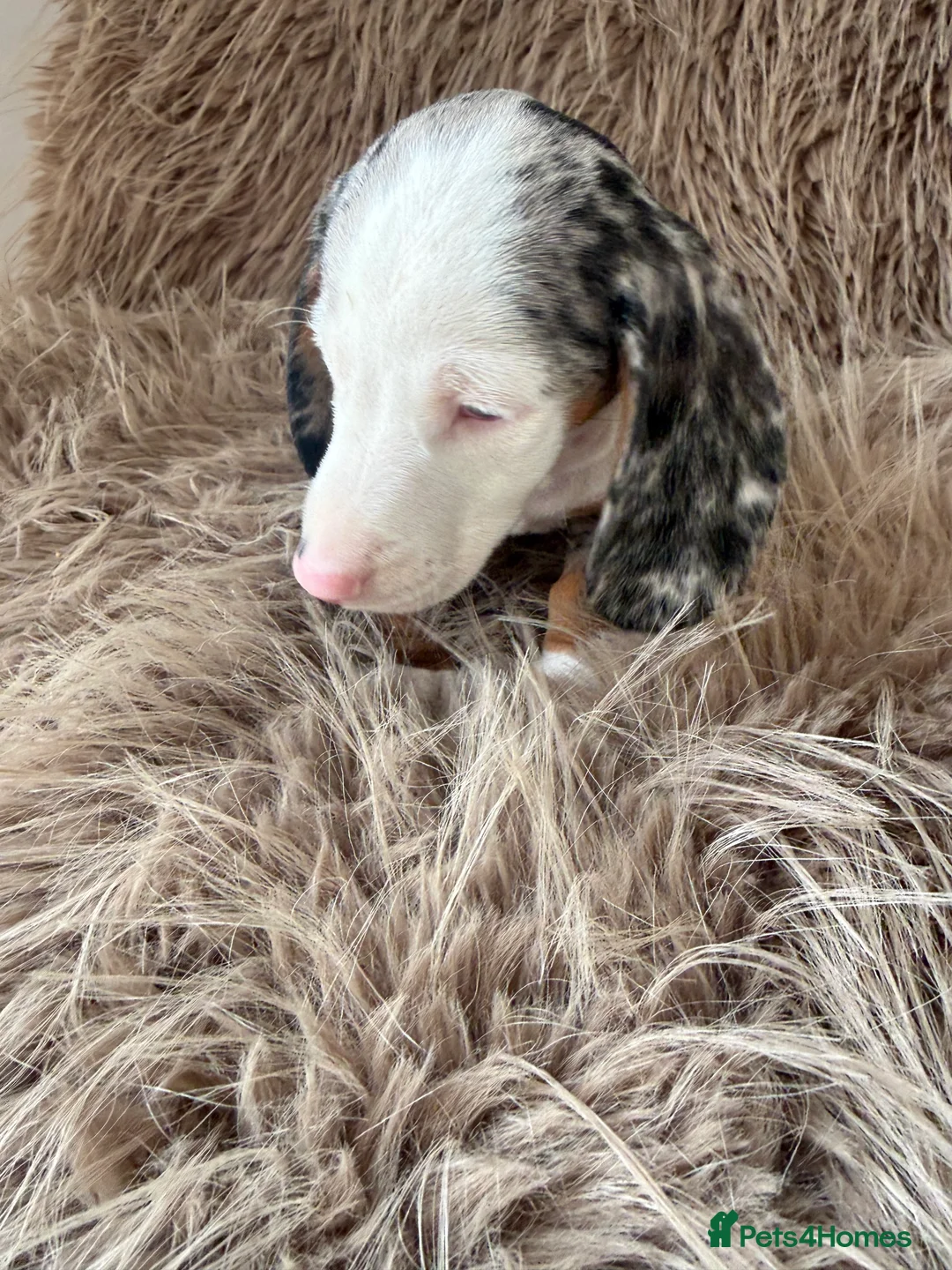 Miniature Dachshund dogs for sale: Two female mini dachshunds - Advert 14