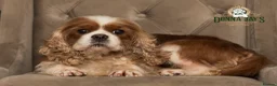 Cavalier King Charles Spaniel dogs for stud: DONNA JAYS PROFESSIONAL STUD SERVICES - Advert 3