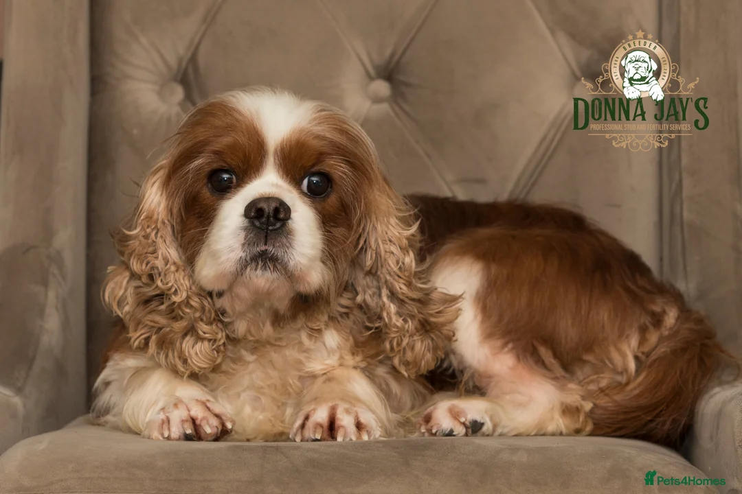 Cavalier King Charles Spaniel dogs for stud: DONNA JAYS PROFESSIONAL STUD SERVICES - Advert 3
