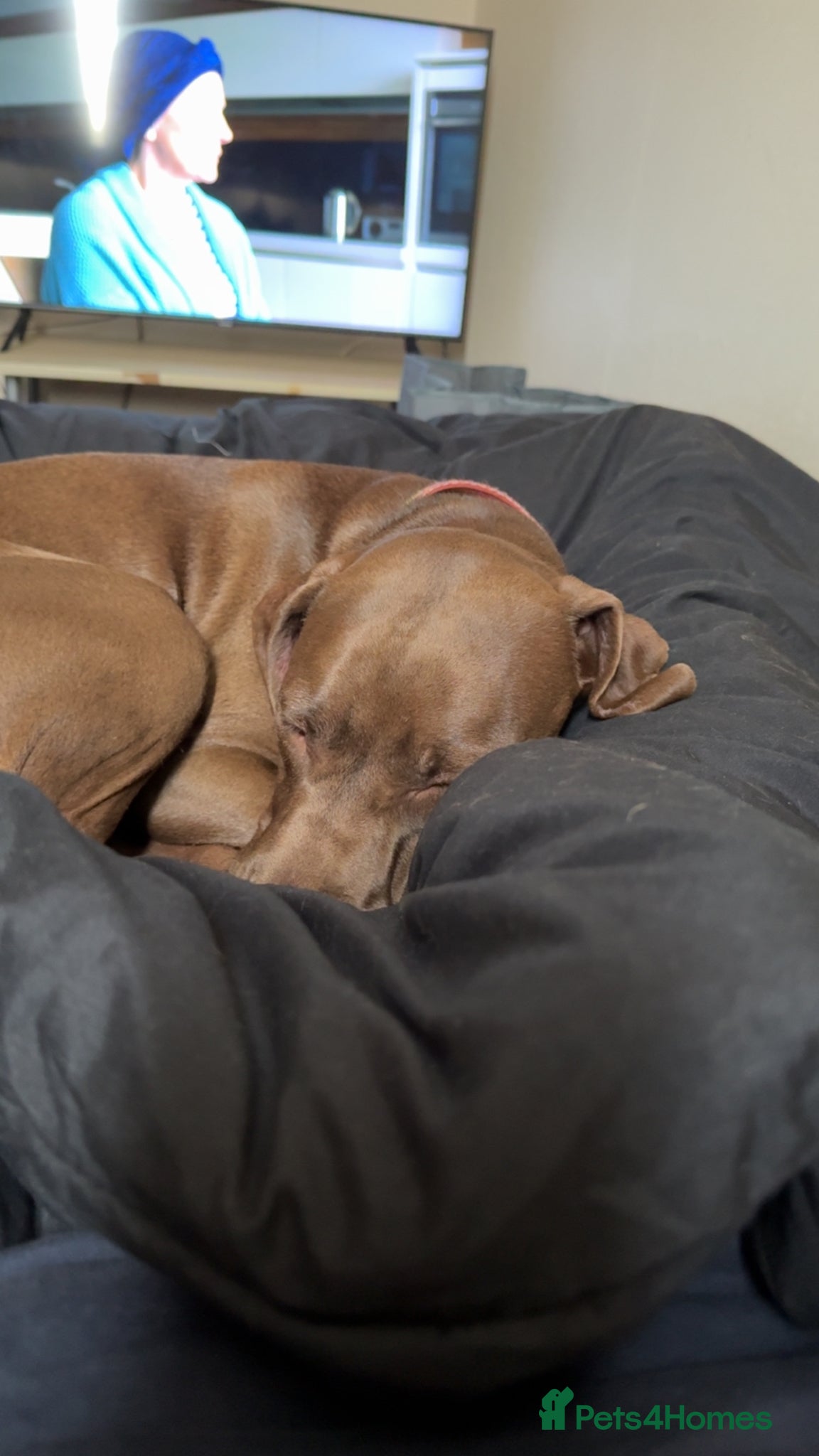 Mixed Breed dogs 15 month old Weimaraner x Amstaff - Advert 1