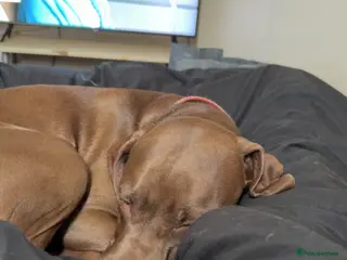 Mixed Breed dogs 15 month old Weimaraner x Amstaff - Advert 1