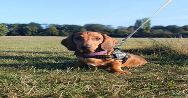 Dachshund dogs in Coventry - Advert 8