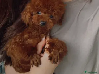 Poodle dogs Asian poodle boy for sale - Advert 2