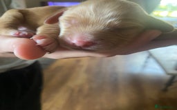 Cockapoo dogs for sale: 5 beautiful cockapoo’s  - Image 4