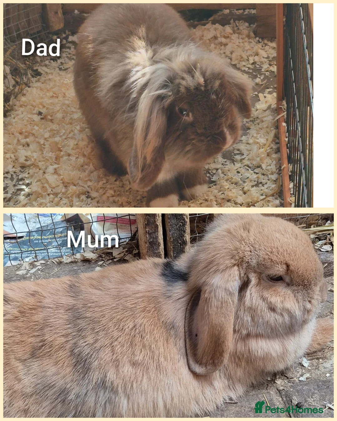 Mixed Breed rabbits for sale: Bunnies  in Orpington - Advert 2