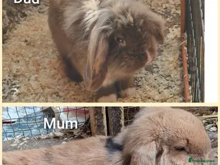 Mixed Breed rabbits Bunnies - Advert 9