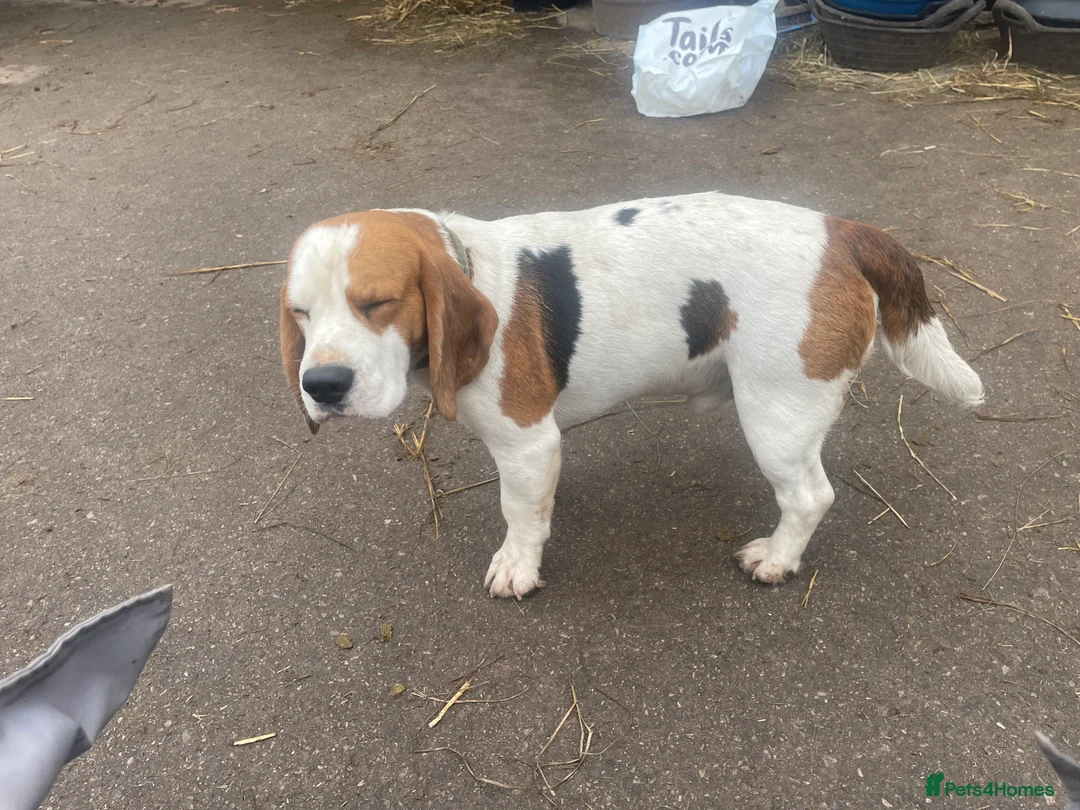 Beagle dogs for sale: TOP KC REG PUOS READY APRIL 5⭐️ lic  - Advert 9