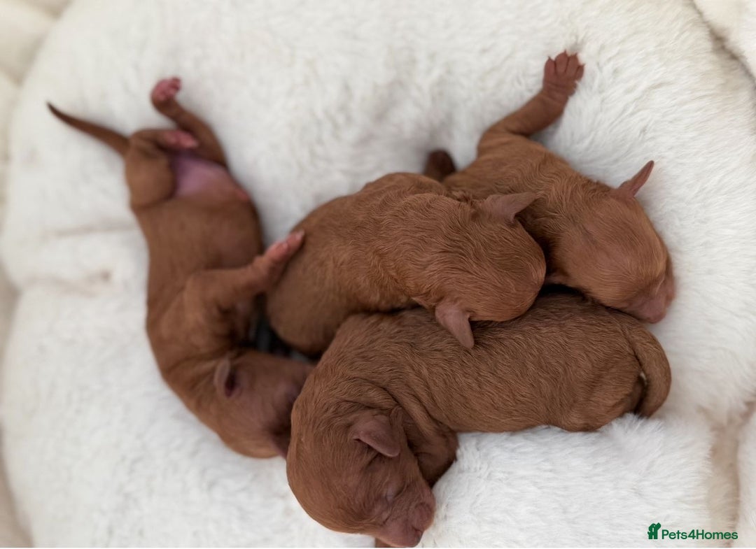 Miniature Poodle dogs for sale: Ruby red kc registered stunning miniature poodles  - Image 4
