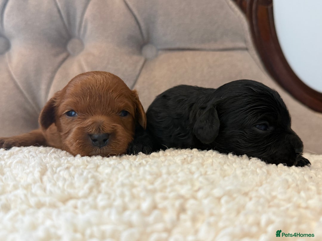 Cavapoo dogs for sale: 🧸teddy bear cavapoos 🧸 - Advert 13