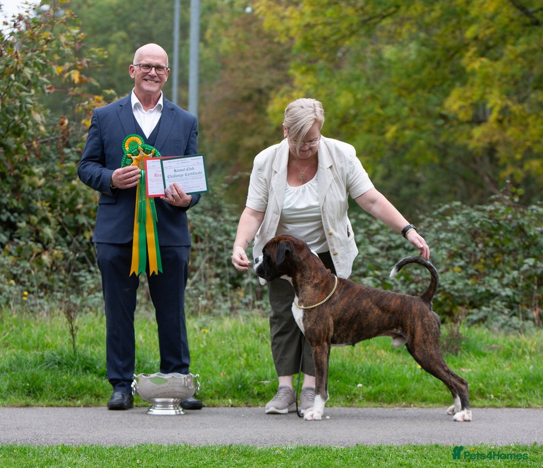 Boxer dogs for stud: CHAMPION B&W Boxer Dog HT0 Sires Reds & Brindles - Advert 4
