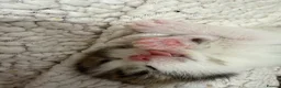 Mixed Breed cats for sale: Beautiful Bengal Cross Maine Coon Babies  in Andover - Advert 12