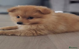 Pomeranian dogs for sale: Pomeranian puppy - Image 3