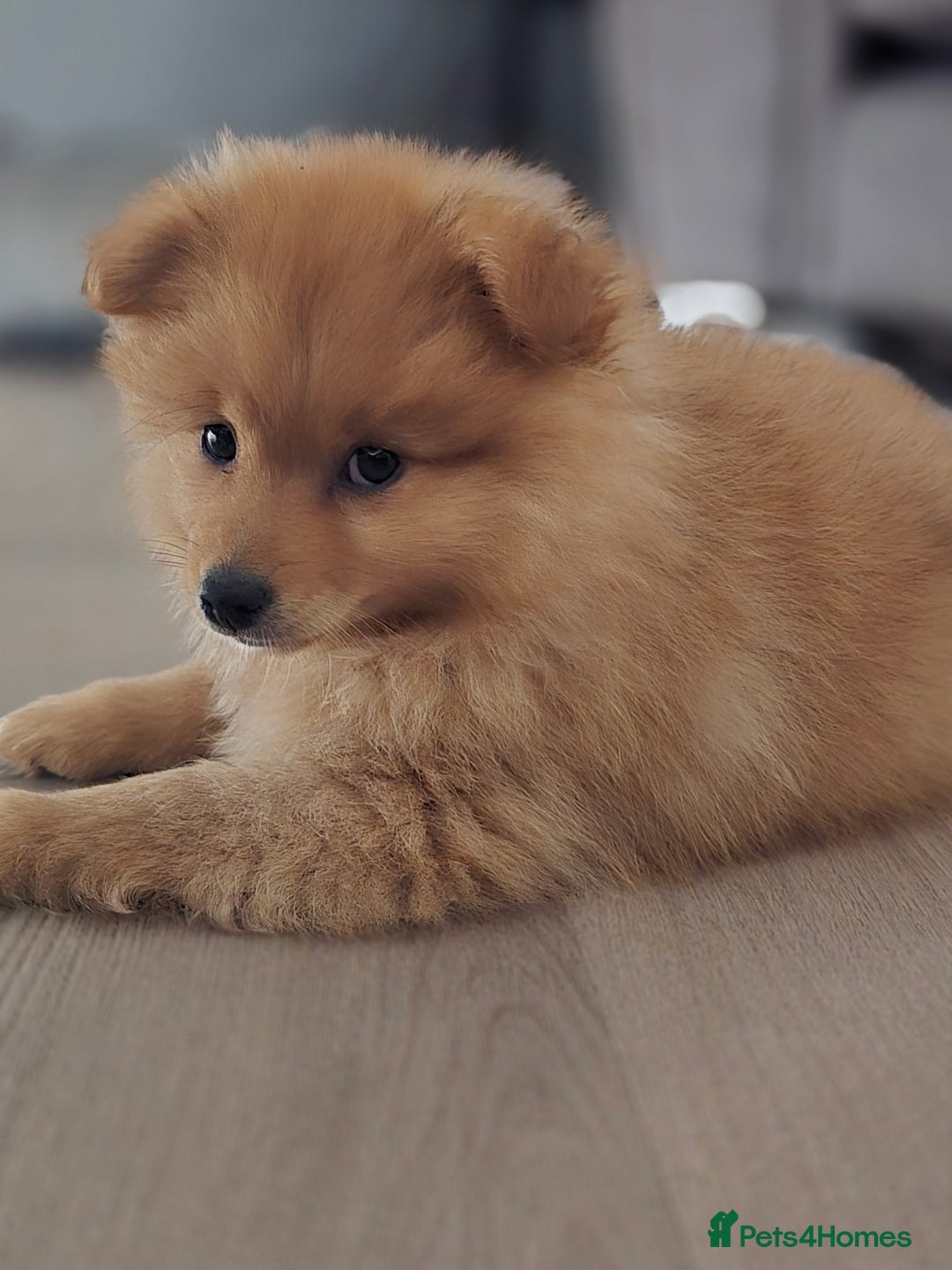 Pomeranian dogs for sale: Pomeranian puppy - Image 3