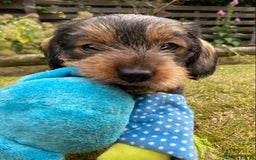 Dachshund dogs for sale: Schweenie puppies -ready to go! - Image 6