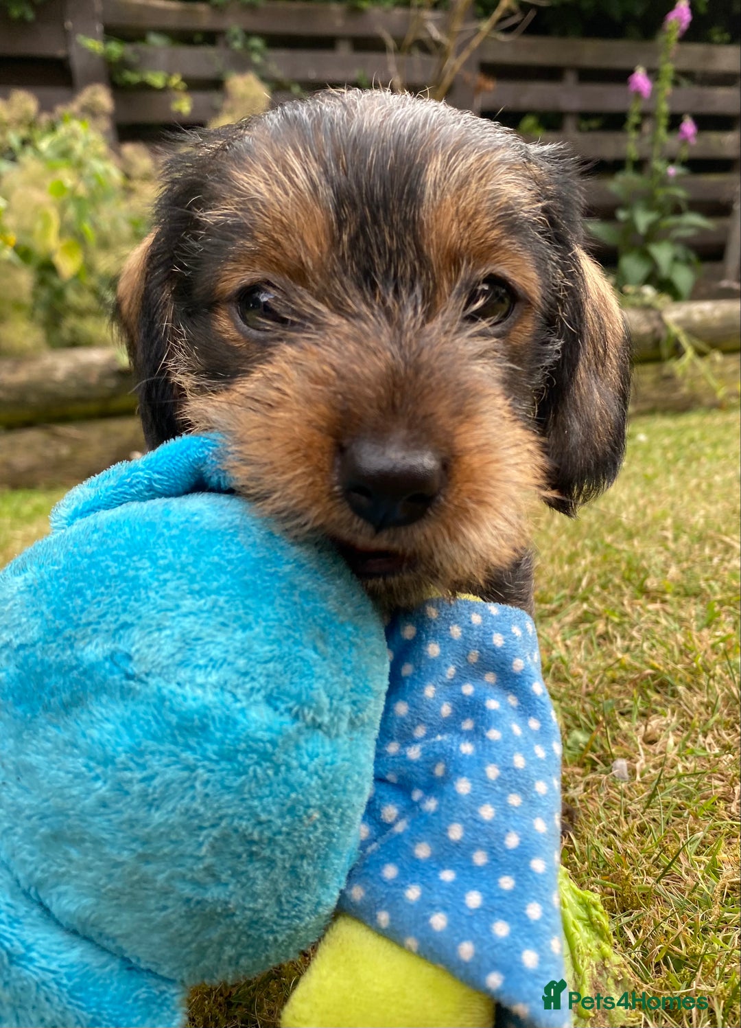 Dachshund dogs for sale: Schweenie puppies -ready to go! - Image 6