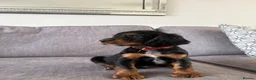 Cocker Spaniel dogs for sale: Beautiful tri coloured cocker spaniel pups   - Advert 22