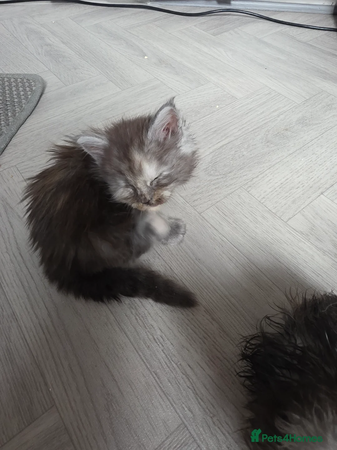 Maine Coon cats for sale: STUNNING MAINE COON KITTENS  - Advert 14