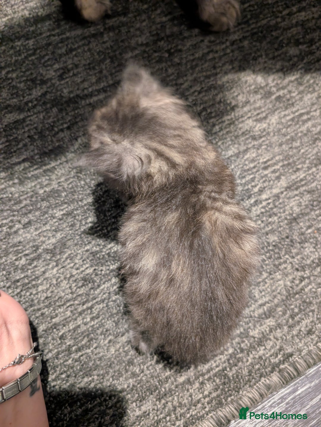 Maine Coon cats for sale: Full Maine coon kittens - Advert 5