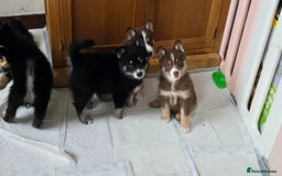 Pomsky dogs for sale: Pomsky Puppies for Sale - Image 5