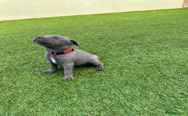 Staffordshire Bull Terrier dogs - Advert 3