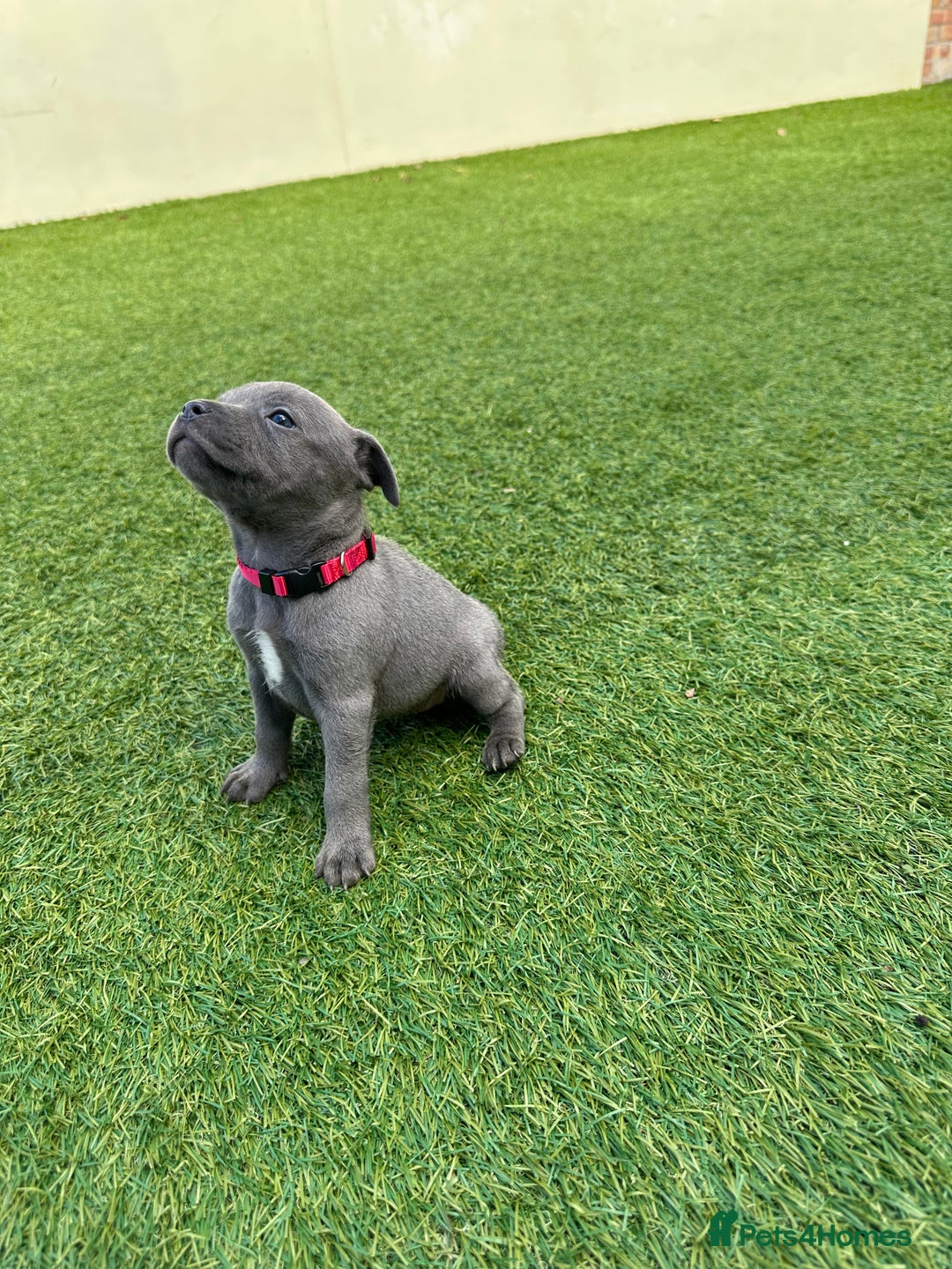 Staffordshire Bull Terrier dogs for sale: Stunning Blue staffy KC Registered Bullscaff Pups - Image 1