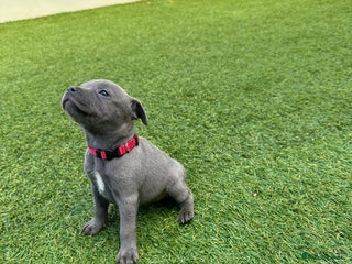 Staffordshire Bull Terrier dogs - Advert 3