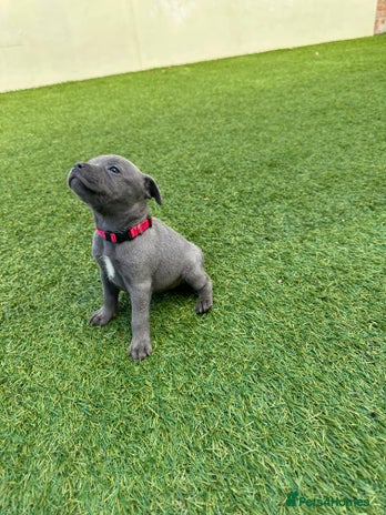 Staffordshire Bull Terrier dogs - Advert 13