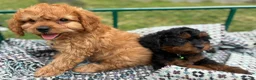 Cavapoo dogs for sale: Black and Tan Cavapoos - Advert 22
