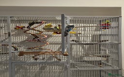 Cockatiels birds for sale: Cockatiel and budgie - Image 3