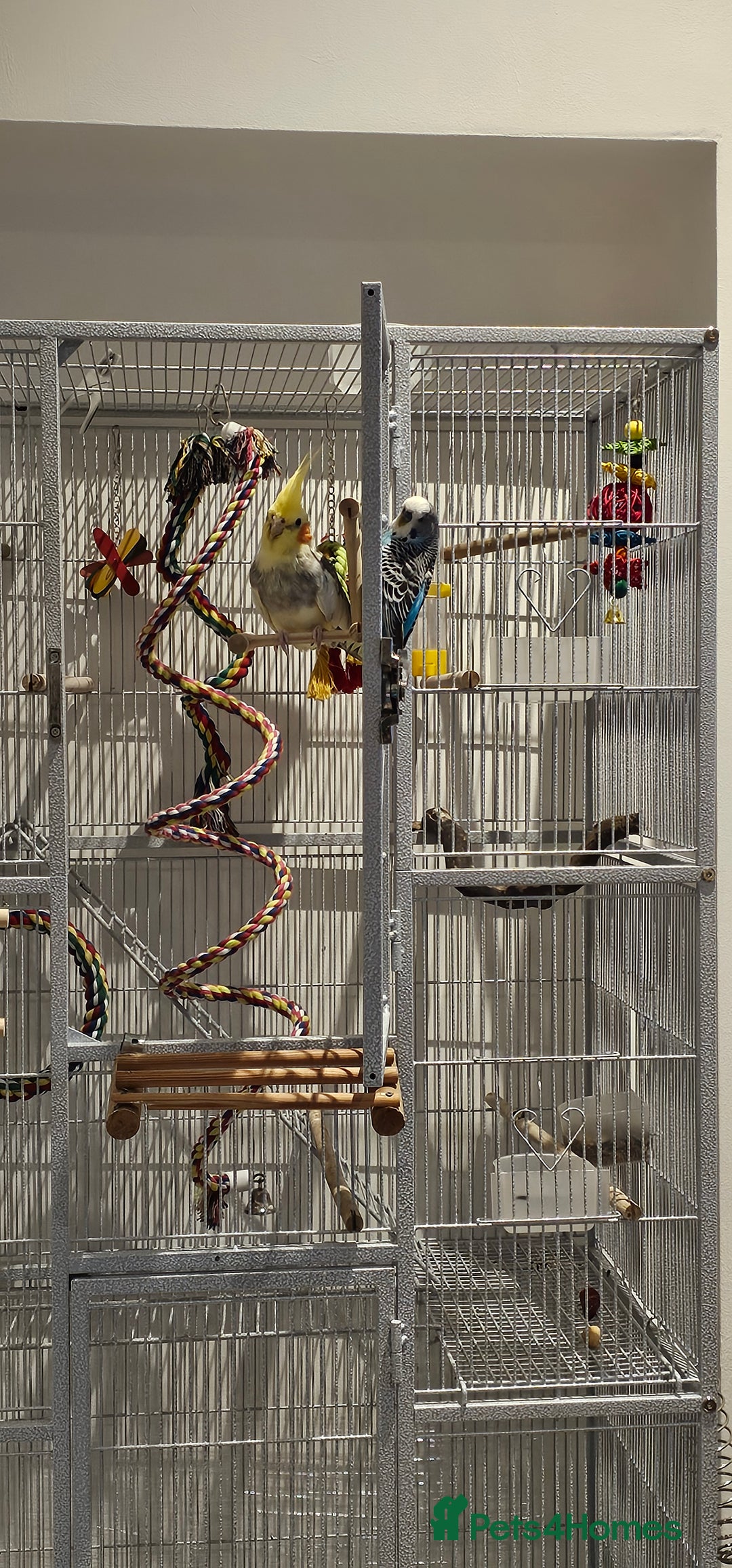 Cockatiels birds for sale: Cockatiel and budgie - Image 3