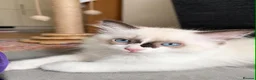 Ragdoll cats for sale: Ragdoll Kitten, Avalable Now - Male - Advert 1