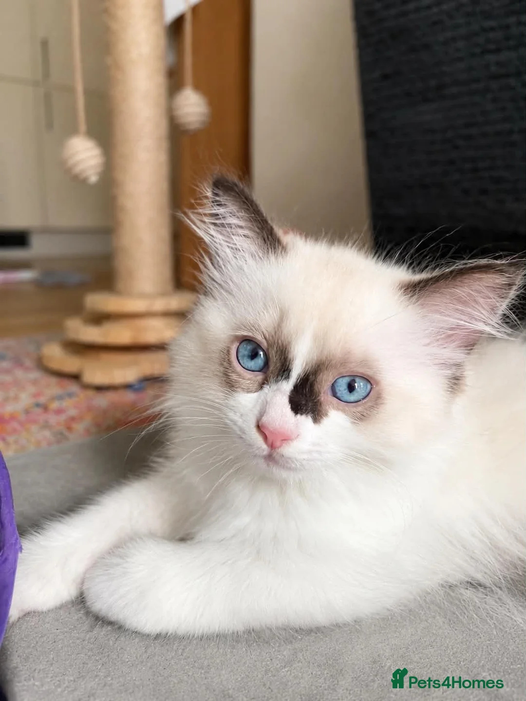 Ragdoll cats for sale: Ragdoll Kitten, Avalable Now - Male - Advert 1